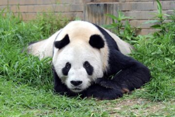 傳奇熊貓「盼盼」　半歲被人類所救　後代高達100多隻　團團也是他的子孫